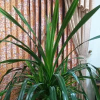 پاندانوس ابلق زیبا مناسب فضاهای بزرگ مانند لابی|گل و گیاه طبیعی|اصفهان, خانه اصفهان|دیوار