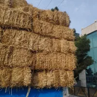 خرید و فروش پرس گندم، یونجه،علف، کاه گندم و کاه جو