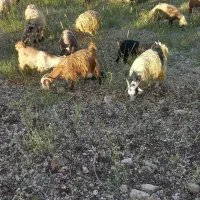 فروش بز و بزغاله جوان داشتی