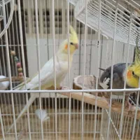 عروس هلندی جفت مولد|پرنده|تهران, توحید|دیوار