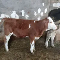 گوساله سیمیتال