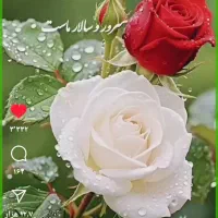 کارت هدیه فروشی بخون