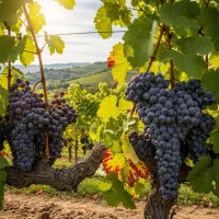 نهال بادام شاهرودی رشد سریع و مقاوم|خدمات باغبانی و درختکاری|خرمدره, |دیوار