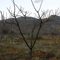 هرس باغ میوه|خدمات باغبانی و درختکاری|چهارباغ, |دیوار