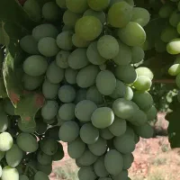 غوره آبدار خوب