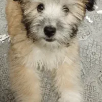 فروش توافقی فوری توله سه ماهه  پودل