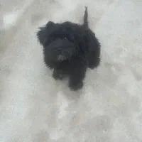 معاوضه طوله سگ  باجوجه مرغ وخروس|سگ|شاهدشهر, |دیوار