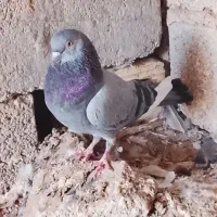 کفتر فروشی|پرنده|رویدر, |دیوار