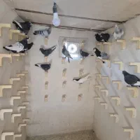 باسلام خدمت شما دوستان عزیز|پرنده|صوفیان, |دیوار