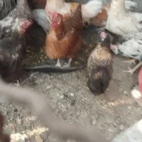 مرغ محلی تخم گذار