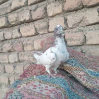 یک عدد جوجه ماده تهرونی