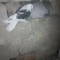 کفتر کورکورو اصل|پرنده|زهک, |دیوار