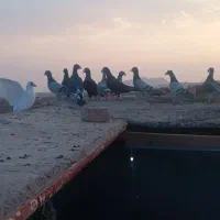 کبوتر 25تاا