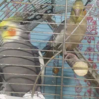 عروس وقفس|پرنده|خرمشهر, |دیوار