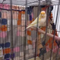 یک عدد قناری مست آماده جوجه کشی