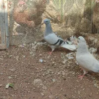 جوجه شامی دم سفید