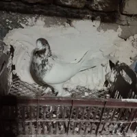 کبوتر رنگی تهرانی|پرنده|قیدار, |دیوار