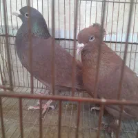 فروش یک جفت کبوتر نرسرخ کرمانی ماده سرخ پرپا