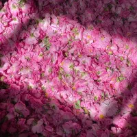 گلاب و عرقیات درجه یک کاشان