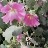 پرستار برای مراقبت