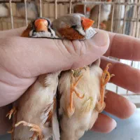 فنج کینگ|پرنده|بندرعباس, |دیوار