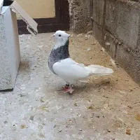 کبوتر طوقی تمیز|پرنده|لنده, |دیوار