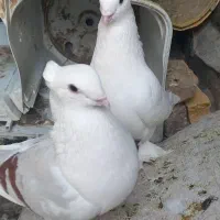 یک جفت کاکلی پاپر نر