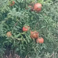 انار ملس شیرین کیلویی 70