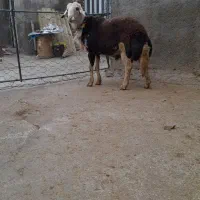 گوسفند میش قوچ