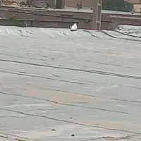 کفتر نر|پرنده|قم, انسجام|دیوار