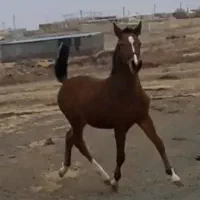 کره نریان ۱۶ماه کره سیروان لارتی