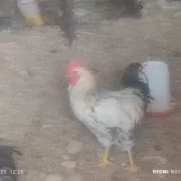 فروش جوجه خروس و مرغ محلی