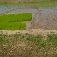 سینی تم هاشمی