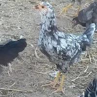 مرغ گلین طوسی