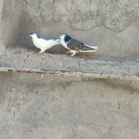 کفتر کبوتر چند جفت چپ سینه و چند تا جوجه جوانه|پرنده|کاشمر, |دیوار