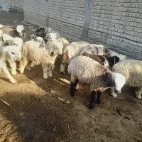 ۱۴ بره ریز چاق خوب تخت|حیوانات مزرعه|مرودشت, رودبال|دیوار