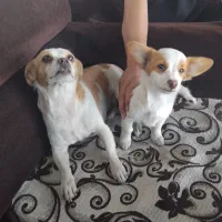 واگذاری ۲قلاده اشپیتز روباهی خالص وبازیگوش