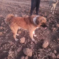 سگ گله ای دهن پاک بشرط