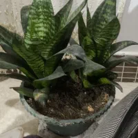 گل خونگی|گل و گیاه طبیعی|اسدآباد, |دیوار