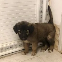توله سگ شکاری و نگهبان