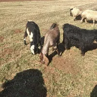 ۷عددبز جوان شیره دار|حیوانات مزرعه|فیروزآباد, |دیوار