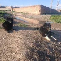 سلام ،سگ گله ای دهن پاک