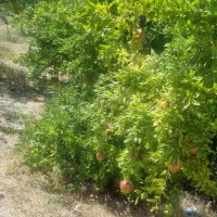 کارگر باغبان تمام وقت کوهپایه