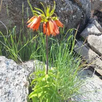 زمین روستایی