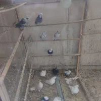 حیوان عشق بازی|پرنده|خمینی‌شهر, |دیوار