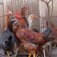 مرغ و خروس لاری|حیوانات مزرعه|تهران, اسکندری|دیوار