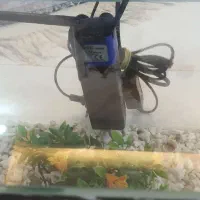 اکواریوم ۲۳×۳۵|ماهی|قم, زنبیل آباد|دیوار