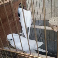 عروس هلندی آلبینو سالمو سرحال|پرنده|قرچک, فردیس|دیوار