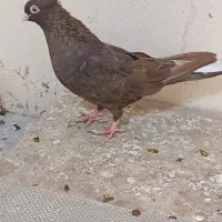 سوسنی و صرب|پرنده|مسجد سلیمان, |دیوار