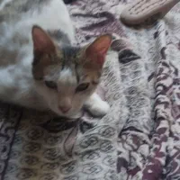 گربه